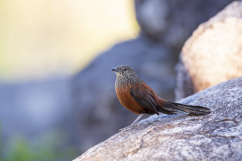 Grasswrens